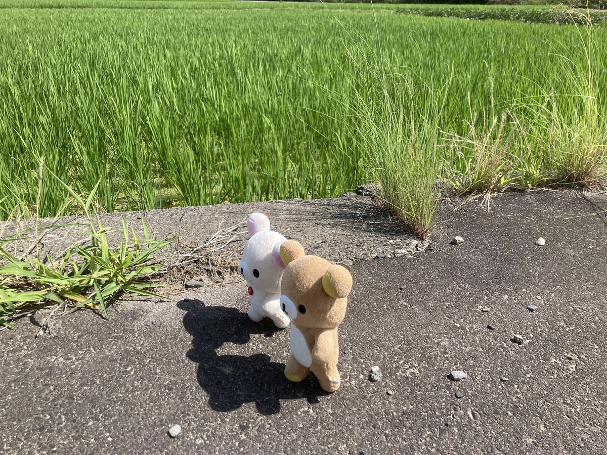 くつろぎベア tweet media