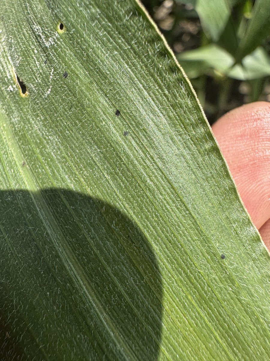 pmdelanghe's tweet image. 🚨Tar spot sighting in Dresden - Aug 1st. 

Get out and scout. #acresunlimited