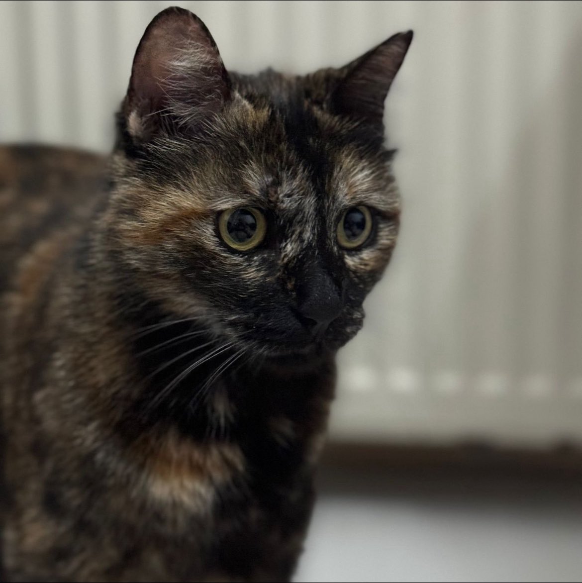 Lan amın oğlu hiç mi vicdan yok sizde neden lannnn