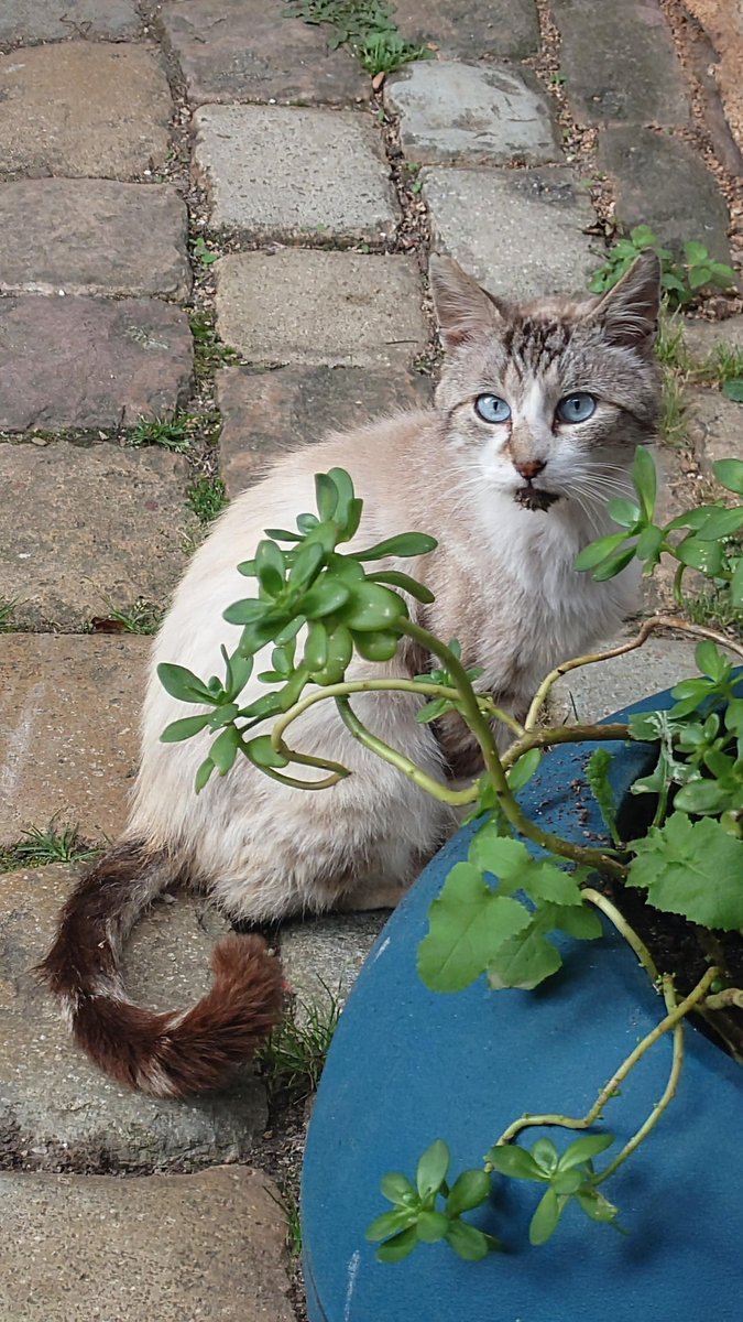 Leiksah's tweet photo. @lea_kaushui Pas les miens mais des chats croisés dans la rue à chats ! https://t.co/omtu1MTEBK