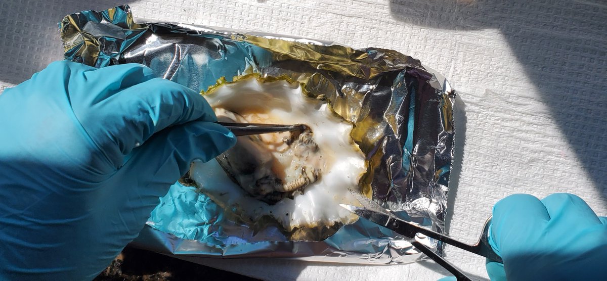 UBCoceans's tweet image. New mega RNA virus may hold the key to mass oyster die-offs. Scientists have discovered a previously unknown virus in farmed Pacific #oysters during a mass die-off in #BC, Canada. oceans.ubc.ca/?p=34237
@ubcscience @UBCeoas @Virosphere2012