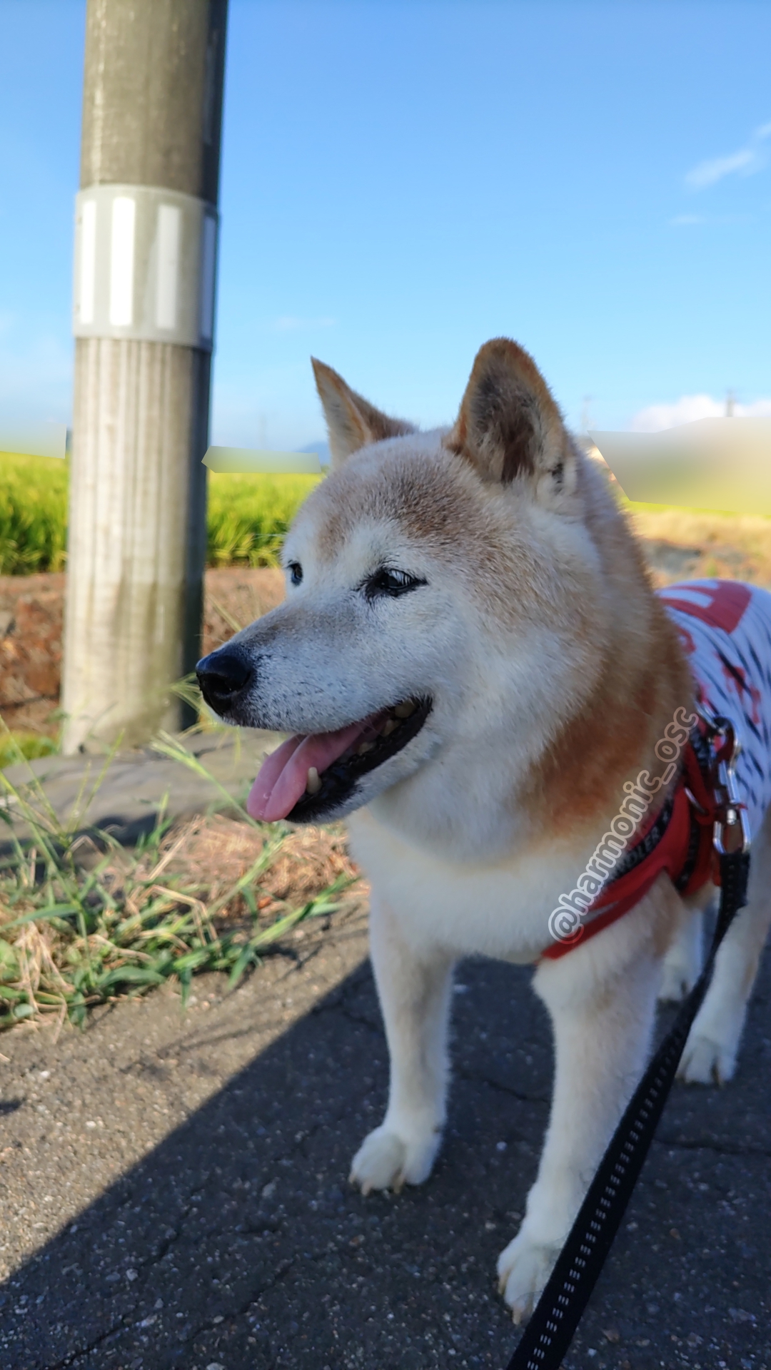 yutaka4848🐕🐾🎮💻_φ(・_・ on X: 