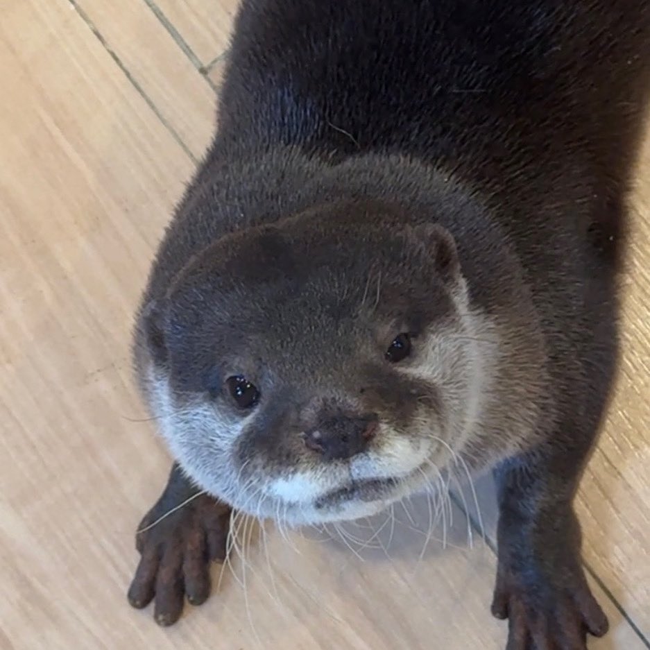 ちょっと朝早くないですか？🥱🐾

#コツメカワウソ #カワウソカフェ #アニマルカフェ