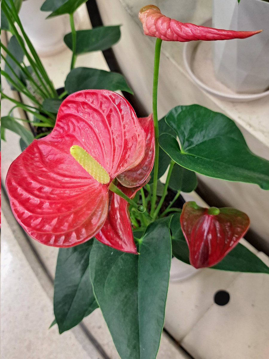 花壇の花です。