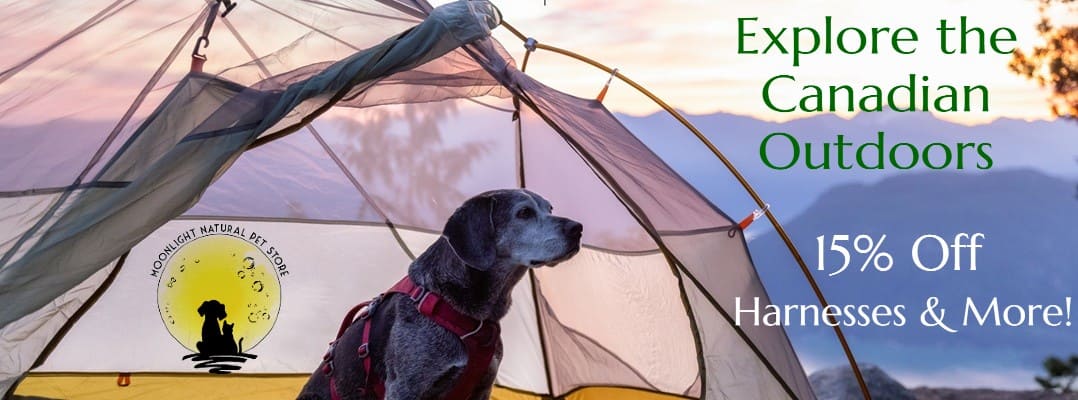 moonlightdogcfe's tweet photo. Canadian Summer Promos - https://t.co/7q69QlhrvL Treats, Harnesses &amp; Everything your dog needs for a Canadian Summer. https://t.co/cOwBshAYO6