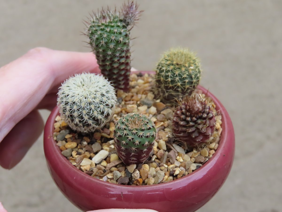 I planted up a tiny cactus garden this week from some of my spare Frailea plants I've grown from seed over the last couple of years  #GardenersWorld #frailea #cactus #fraileafriday