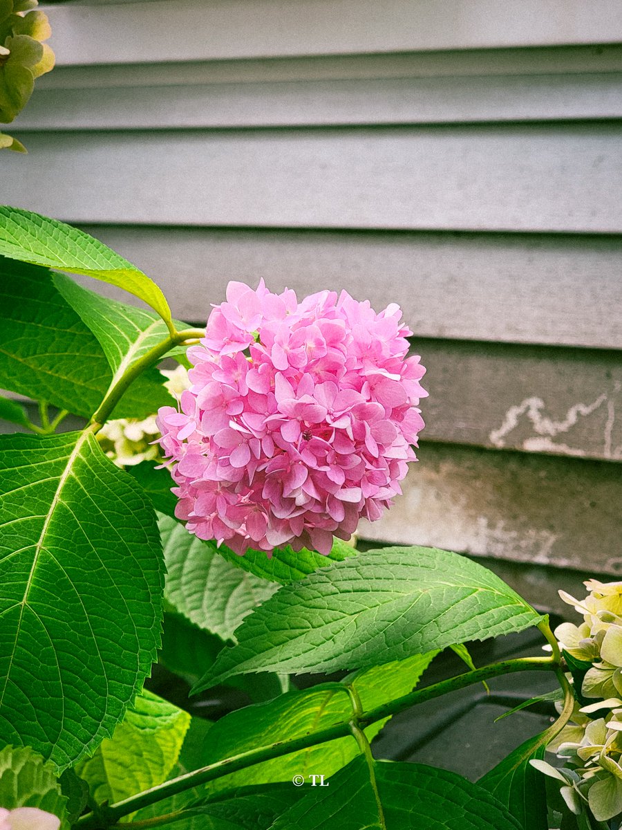 dayswithteaa's tweet photo. How do you see your life? Is that pretty like a hydrangea flower in bloom?

#flowerphotography #flowerofX #photography #FlowersOnFridays   #hydrangea #pinkhydrangea #streetphotography #pinkflower #flowers https://t.co/Ed1oVhUprP