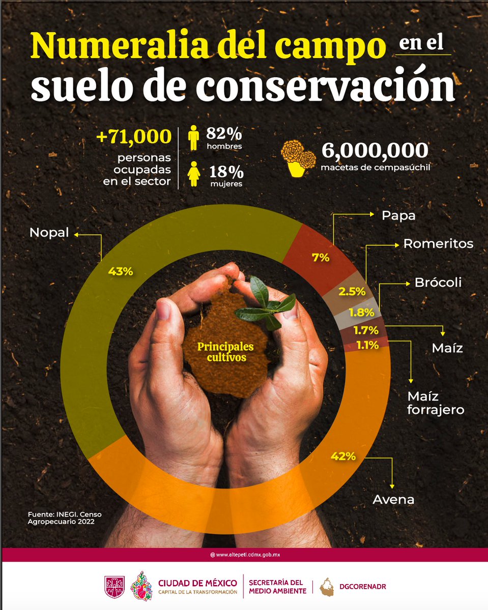 🔍🌱 En el #SueloDeConservación ocurren más cosas de las que imaginas.

Cada año, la tierra y quienes la cultivan hacen posible una gran producción local.

🌾🌽 ¡Descubre todo lo que se siembra y cosecha!
