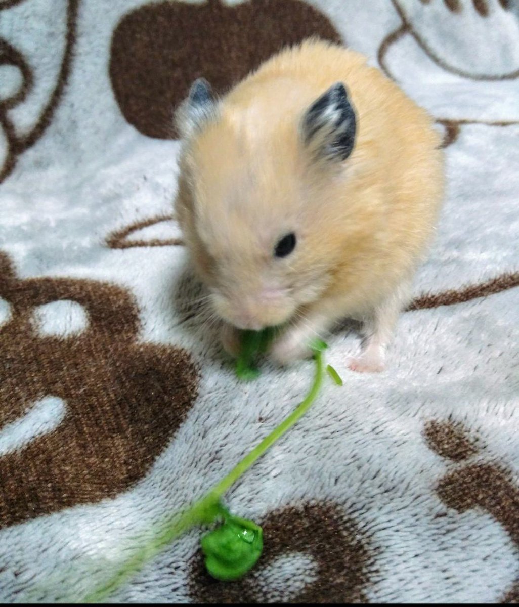 おはようございます☀️

今日も暑いでちゅけど…お野菜食べてガンバルでちゅ✨

#暑い
#りく1🐹💚🌈