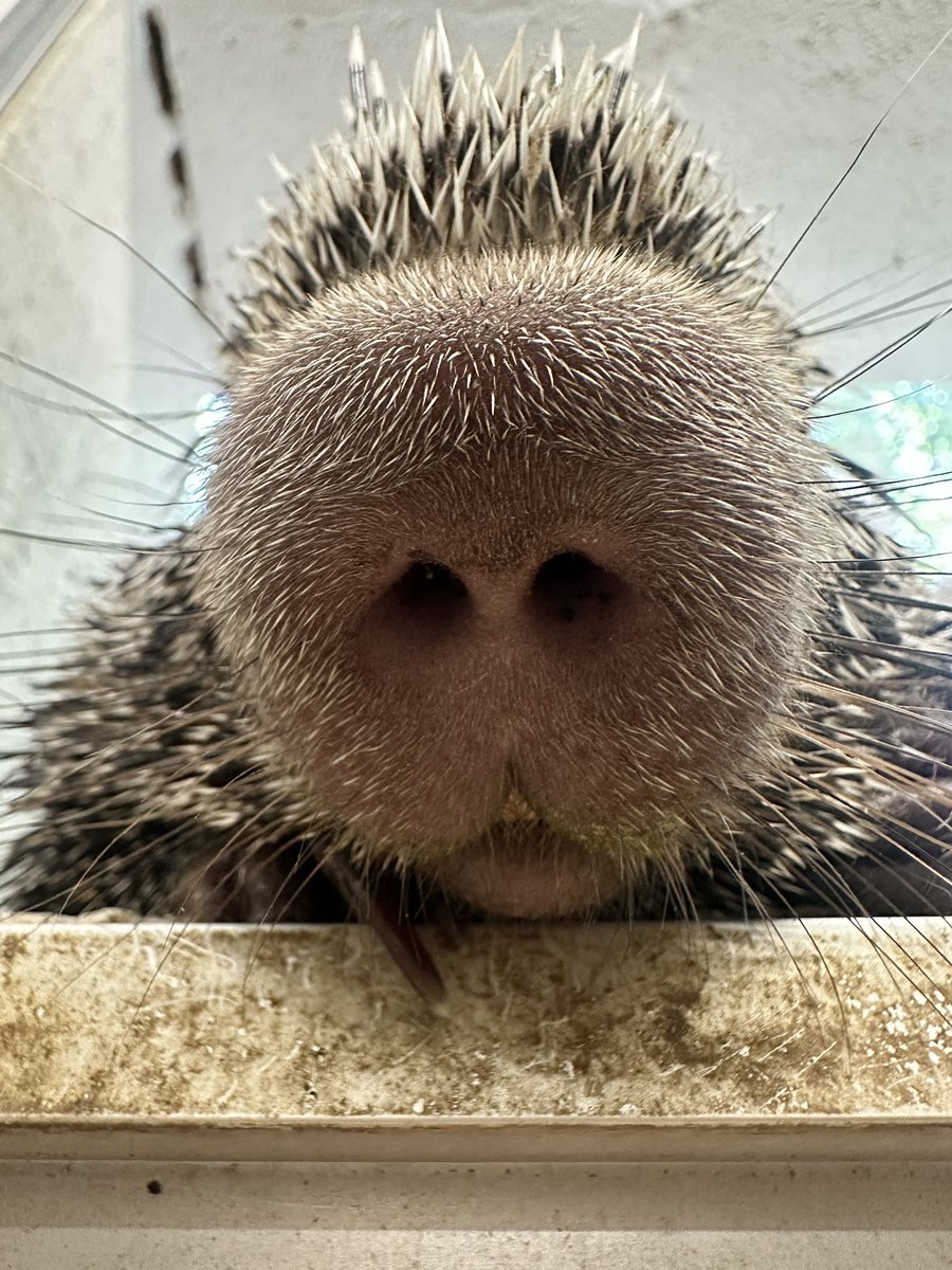 FortWorthZoo's tweet photo. Nose goes! 😉 

📸: Keeper Olivia https://t.co/yki74XTA4s