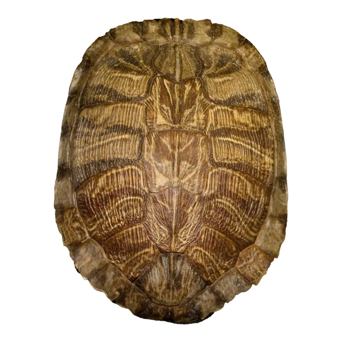 dailyobject_'s tweet image. DAILY OBJECT 993:

TURTLE SHELL