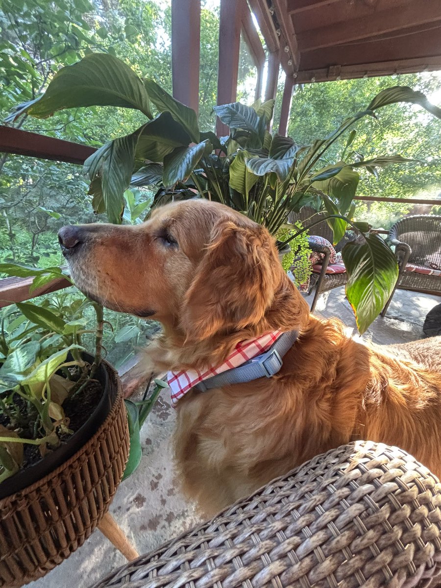 DogMom🦮 tweet media