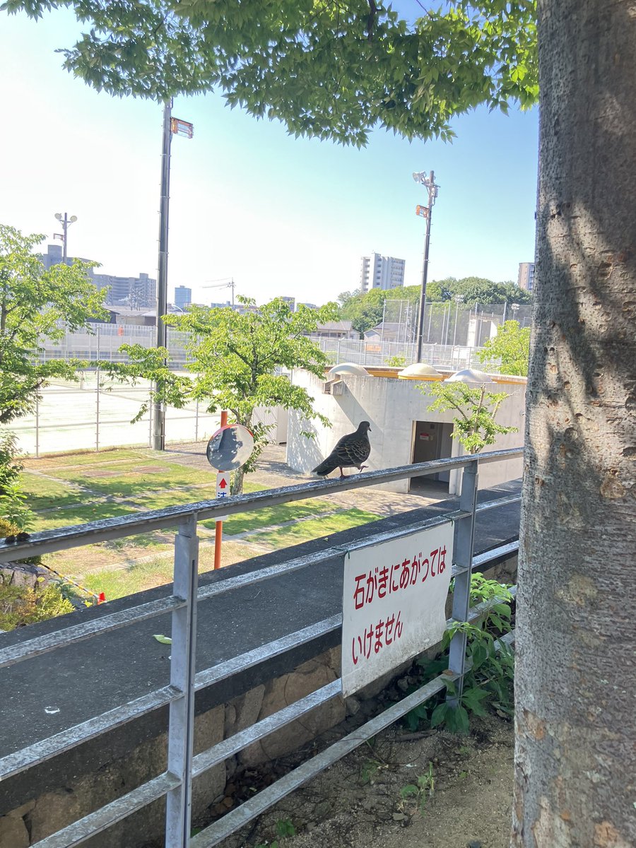 石がきではないです🐦