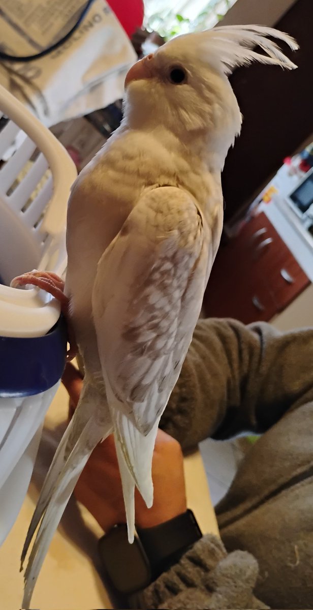 Little birb to say hi, update from my daily life, i'm recovering from flu 🤧 this silly boy (Luka) was my nurse with it partners Michi and Abby, now i'm a bit less sick and feeling better?