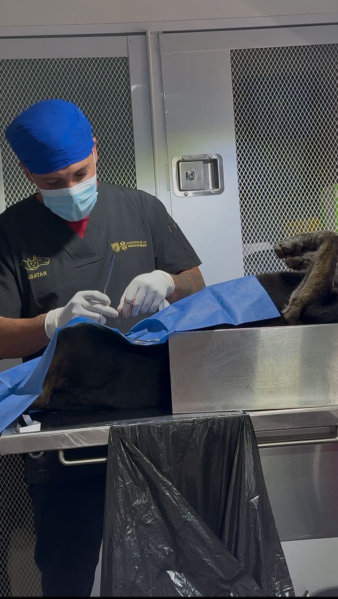 Agencia de Atención Animal (@agatancdmx) on Twitter photo La CDMXAnimalista se construye ciudadanos + Gobierno
Hoy el #CasaXCasa en Azcapotzalco <a href="/ClaraBrugadaM/">Clara Brugada Molina</a> <a href="/NancyNunezmx/">NANCY NUÑEZ</a> La CDMXAnimalista se construye ciudadanos + Gobierno
Hoy el #CasaXCasa en Azcapotzalco <a href="/ClaraBrugadaM/">Clara Brugada Molina</a> <a href="/NancyNunezmx/">NANCY NUÑEZ</a>
