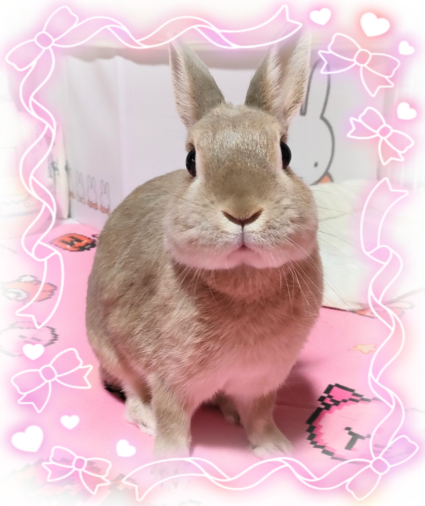 うさこ☆ 10086337.jpg.l_thumbnail.webp