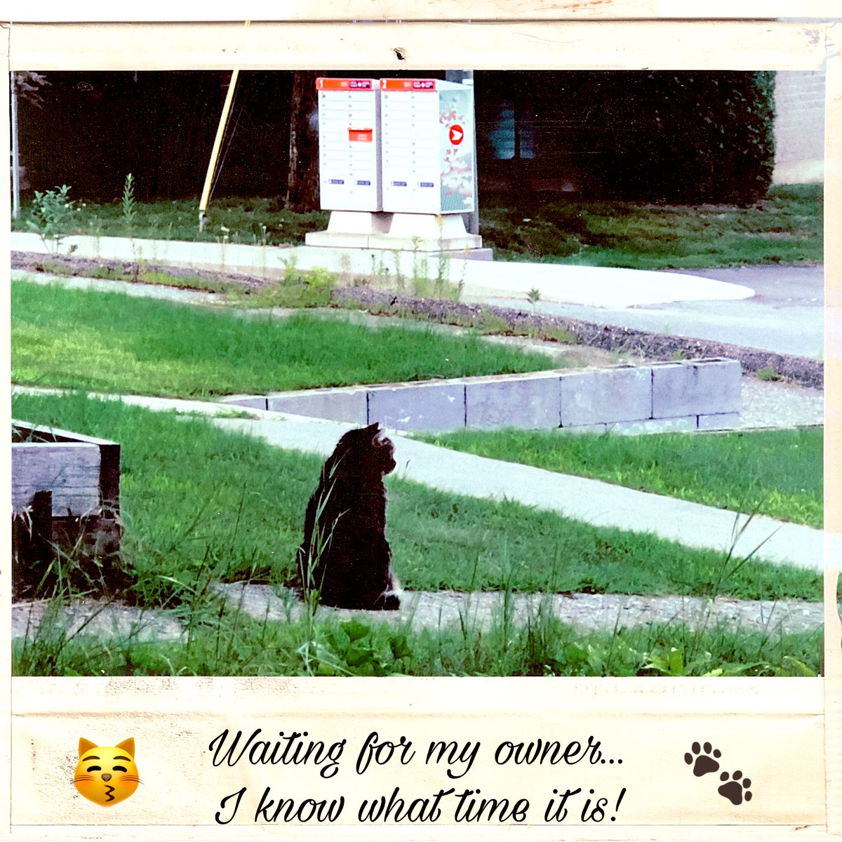 MicRic290's tweet photo. |🇨🇦 My neighbor’s cat waits for him from his work day like this every day. #DailyPictureTheme 
🐈‍⬛ Le chat de mon voisin l'attend de son travail comme ça tous les jours.

Today’s Daily Picture Theme is 
‘Favourite picture from July'
#FavouritePictureFromJuly  
#Caturday #July2025 https://t.co/EvqnoQ2v5z