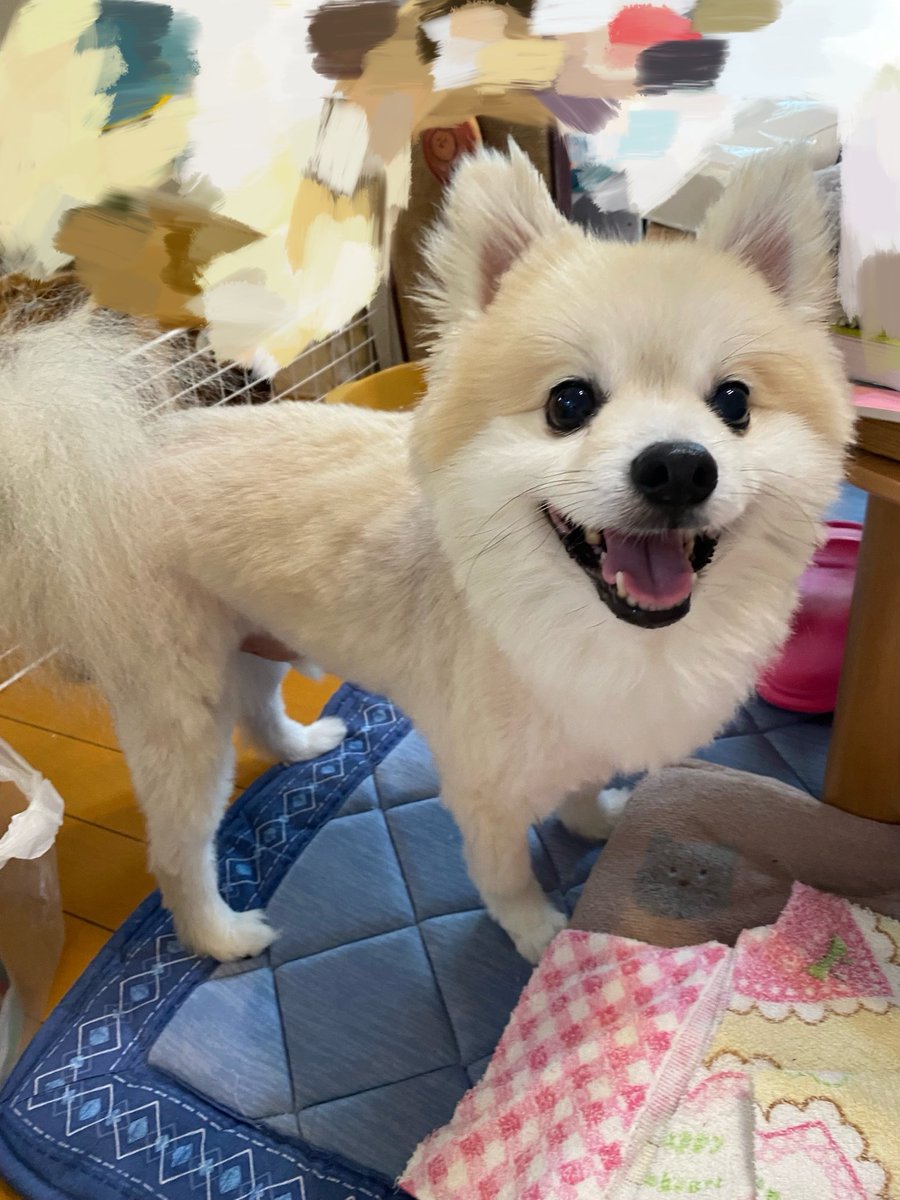 kezickyou's tweet photo. コハクもマルガリータ
(*´˘`*) https://t.co/sU8x3jwlsw