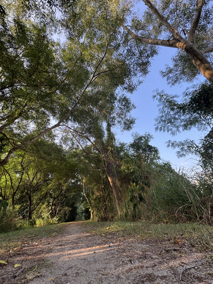 dokodemositter's tweet image. おはようございます☀️

👧とトトロを探しに近くの森🌳へ🙄

トトロはいなかった‥🫣　
オオトカゲ🦎はいた。👧は逃げ出した。

🇸🇬には自然公園もいくつかあるのがありがたい🫡
全力で走り回れる場所って大切だなぁと改めて思ったお散歩時間でした☺️