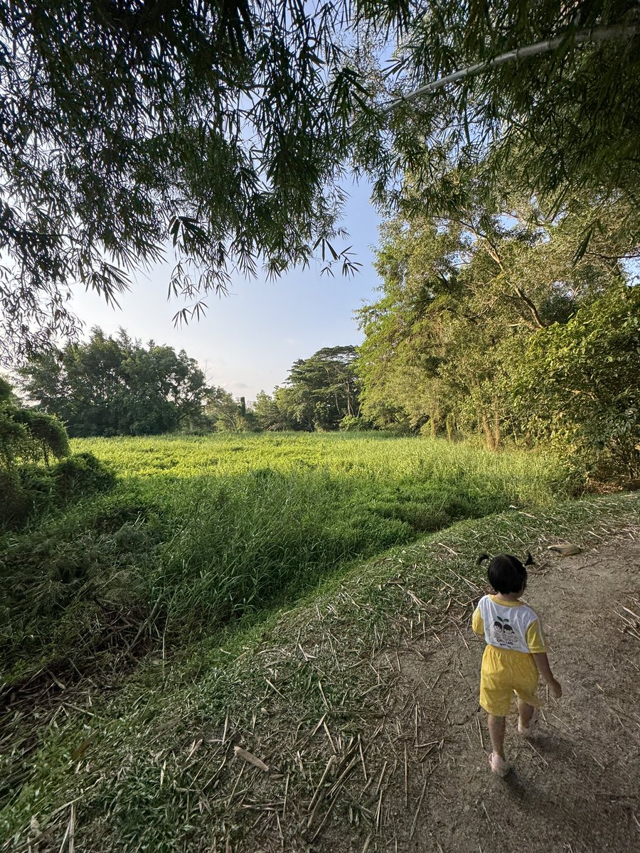 dokodemositter's tweet image. おはようございます☀️

👧とトトロを探しに近くの森🌳へ🙄

トトロはいなかった‥🫣　
オオトカゲ🦎はいた。👧は逃げ出した。

🇸🇬には自然公園もいくつかあるのがありがたい🫡
全力で走り回れる場所って大切だなぁと改めて思ったお散歩時間でした☺️