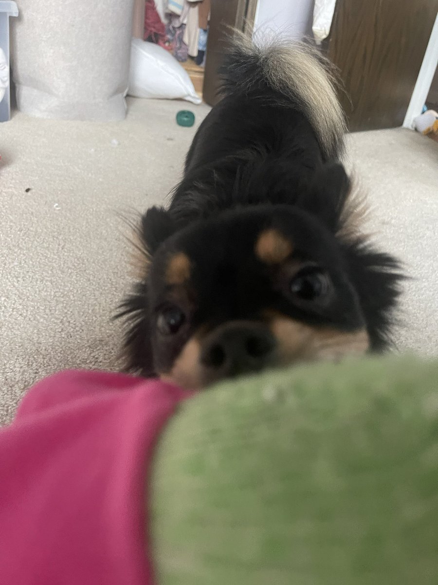 Boba loves his froggy toy 💖