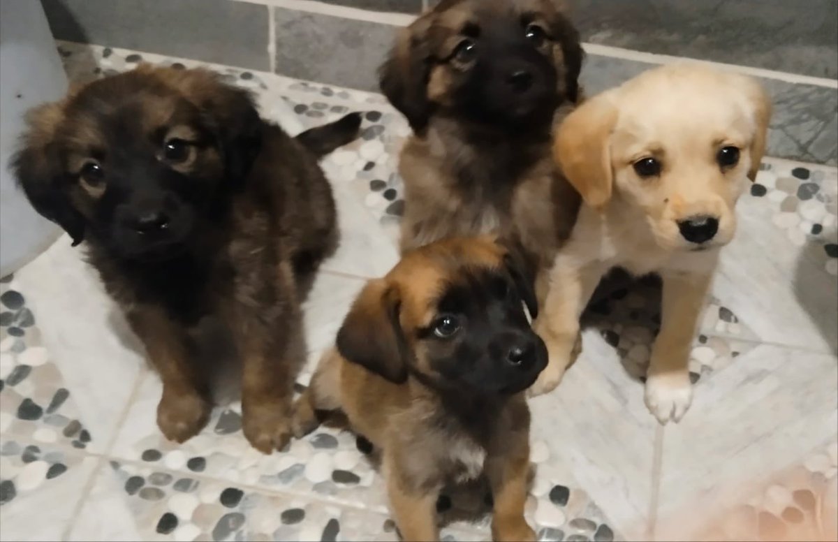 Amigos de este caso aún nos falta conseguir 3 hogares temporales.🥺

Mañana vamos a trasladar a una de las bebés a un hogar temporal,pero los 3 de quedarán ahí y probablemente los van a llevar al antirrábico el lunes.😔
¿Nadie puede ayudar? 🥺🙏🏼