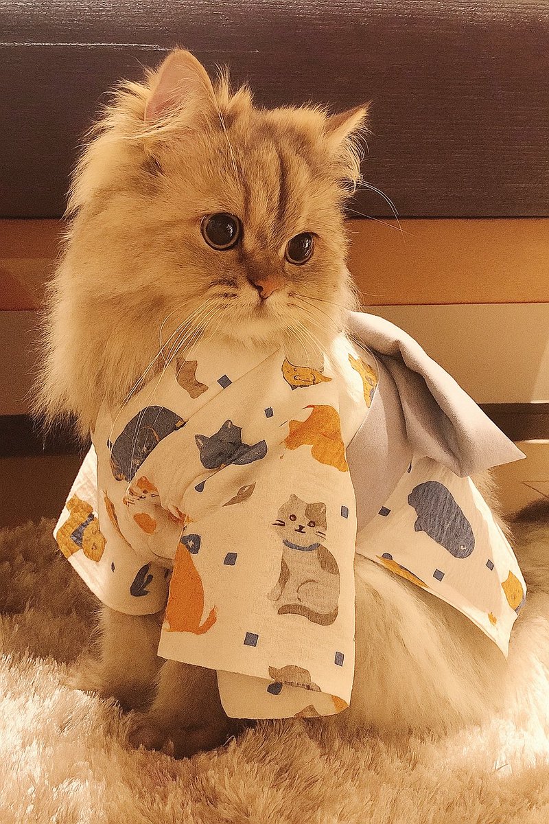 猫好き (@u0073573sz1) / Posts / X