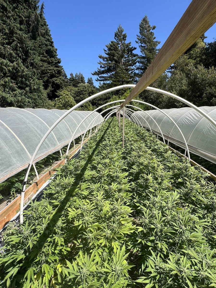 GalacticFarmer1's tweet photo. So nice I had to take my top off!! #CannabisCommunity #LightDep #Sunshine #Terroir #Humboldt https://t.co/ZzlWgtifrI
