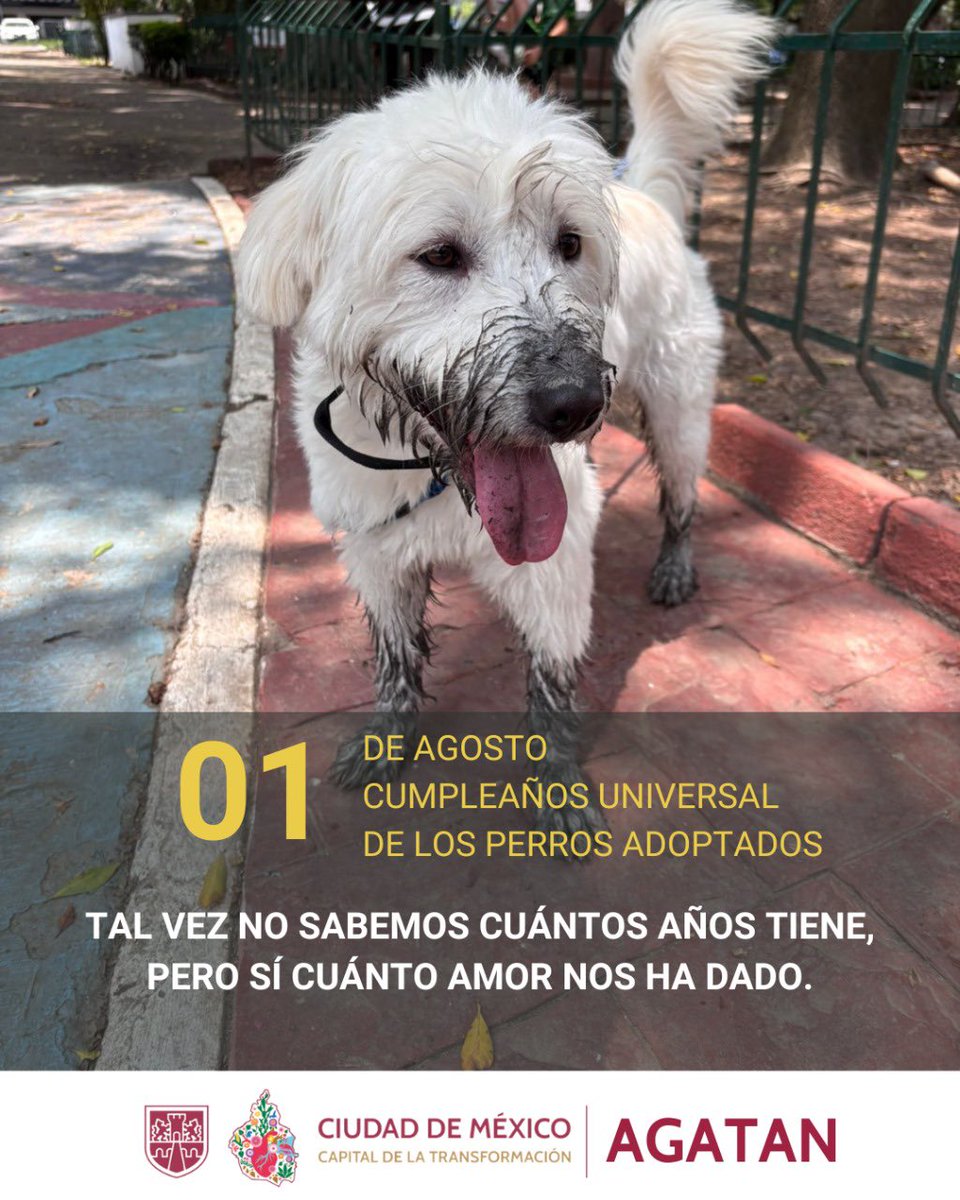 Tal vez no sabemos cuantos años tiene, pero si cuánto amor nos ha dado. 

1 de Agosto cumpleaños universal de todos los perros abandonados 🩷🎂
