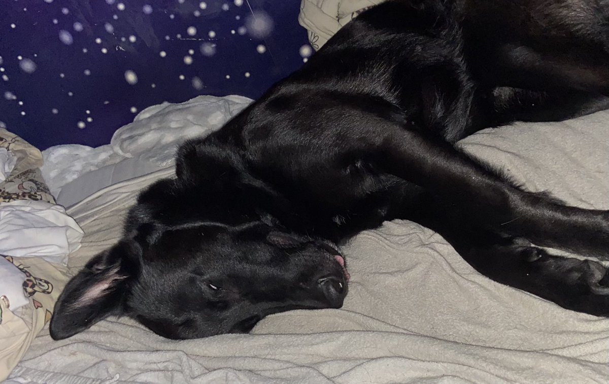 BOA NOITE, BONNE NUIT, BUENOS NOCHES, GOOD NIGHT, GUTE NACHT AND ALL THAT!!! With Luna being so eepy :3 ignore how messy my bed looks, Luna tosses and turns and destroys it every night o7