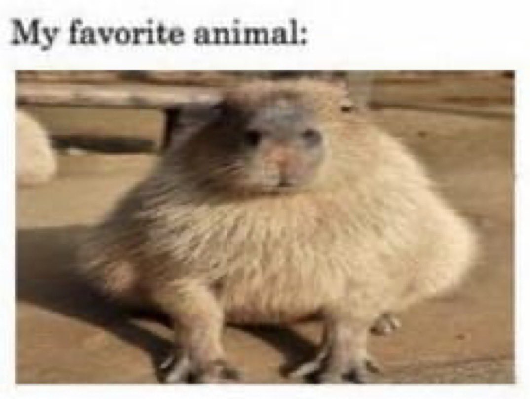 Capybaras tweet media