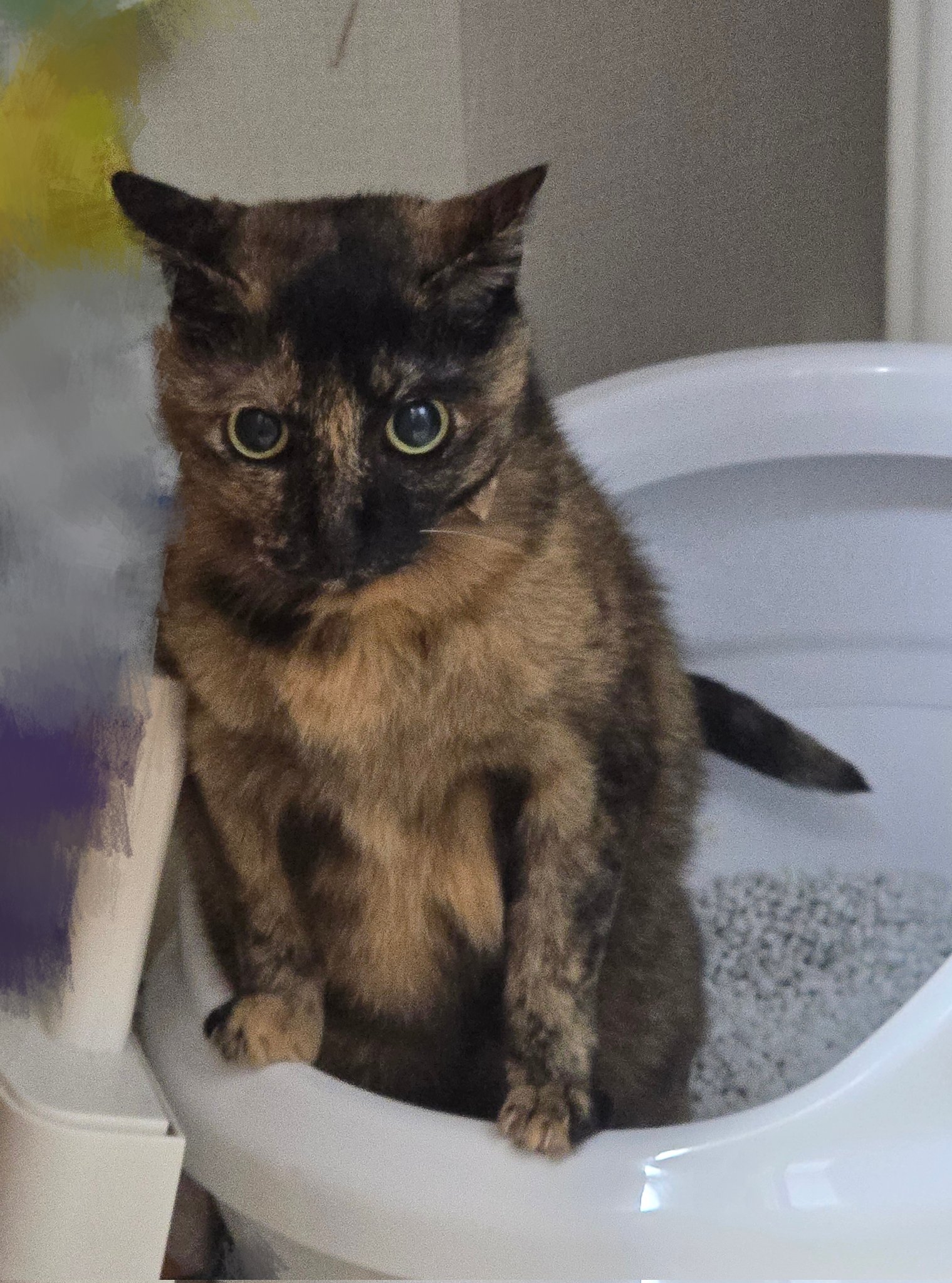 ねこ つりかご猫ちろとさばたろう Cat in a hanging basket 250622