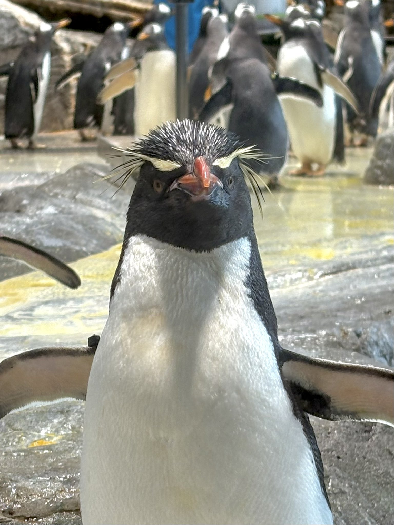 イワトビペンギンの剥製 イワトビペンギンの剥製 Yahoo!オークション -「剥製 ペンギン