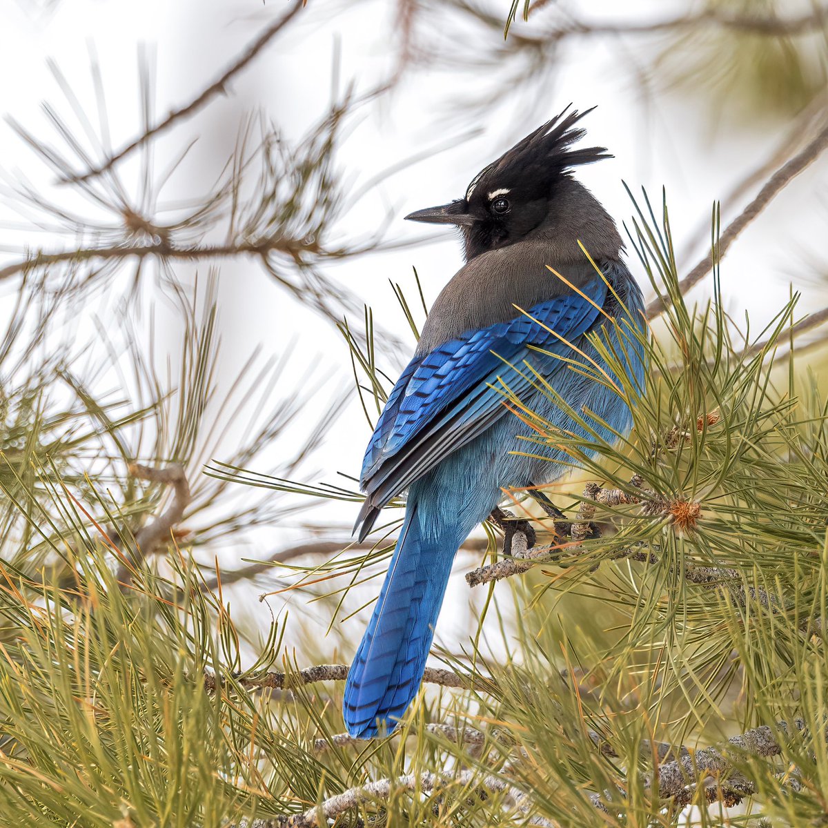 Steller’s Jays are the most metal