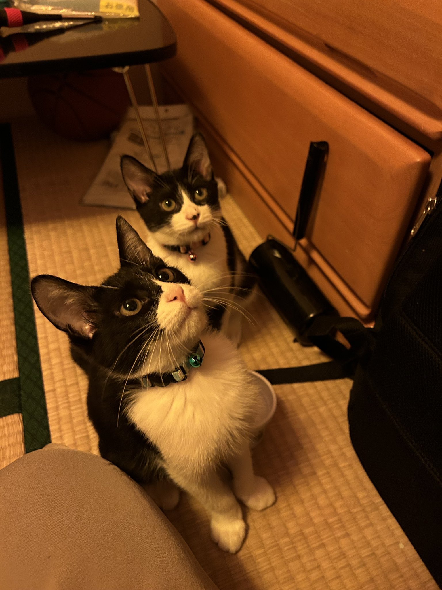 猫むすび ペットパラダイス 和むすび 猫首輪 《緑》 小 / 中 / PET