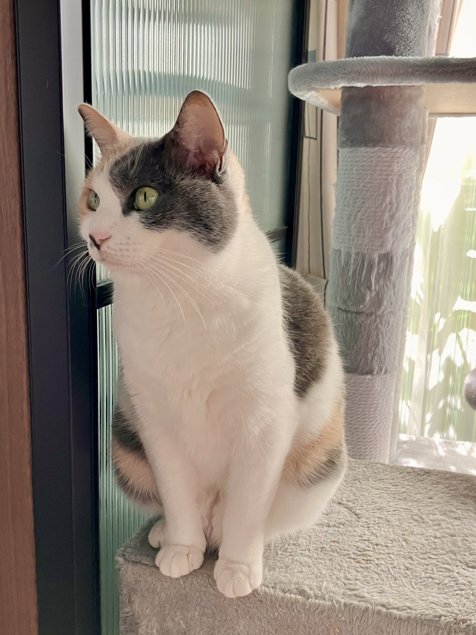 はなねこ ハナちゃん on X: 
