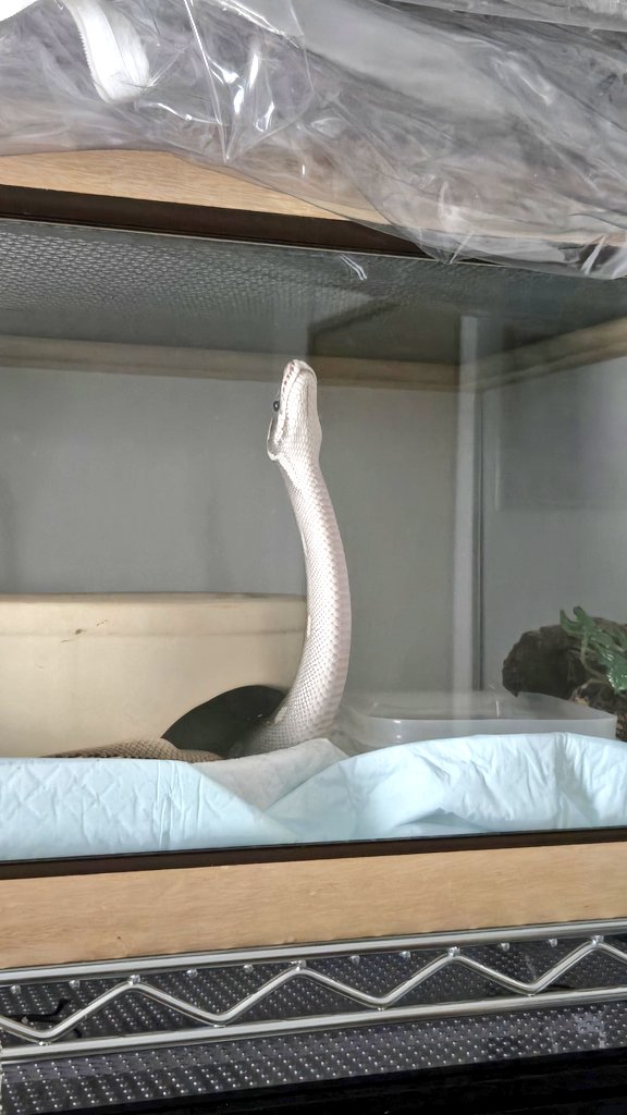 二ょーん
 #ボールパイソン