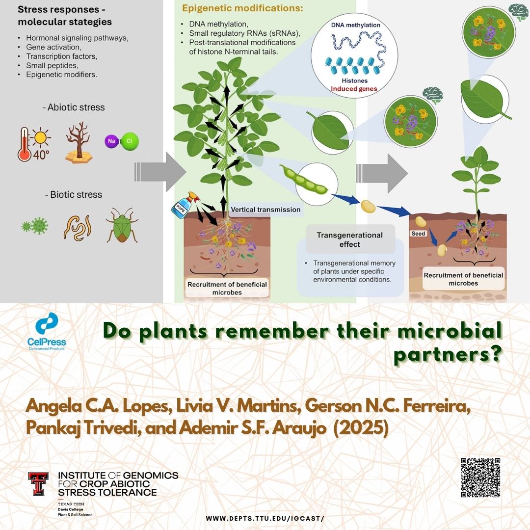 TTU IGCAST (@igcastttu) on Twitter photo 🧬🌱 Can plants remember their microbes?
New research uncovers how microbiome memory helps plants retain beneficial microbes via epigenetics and seed transmission — boosting resilience and adaptation. <a href="/PankajTri29/">PANKAJ TRIVEDI</a>
sciencedirect.com/science/articl…
#PlantScience #AgTech #SustainableAg 🧬🌱 Can plants remember their microbes?
New research uncovers how microbiome memory helps plants retain beneficial microbes via epigenetics and seed transmission — boosting resilience and adaptation. <a href="/PankajTri29/">PANKAJ TRIVEDI</a>
sciencedirect.com/science/articl…
#PlantScience #AgTech #SustainableAg