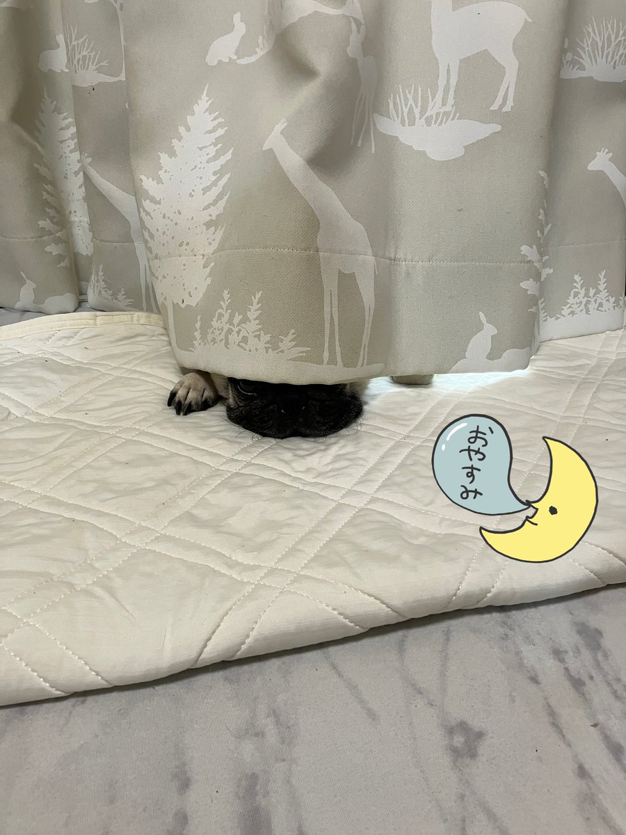 パグ福 tweet media