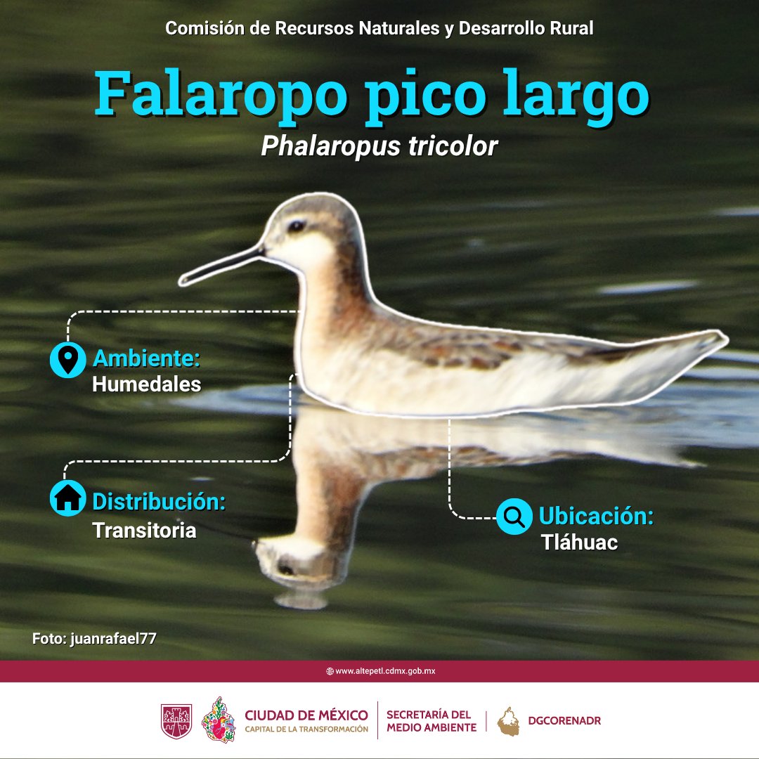 🐦 El falaropo pico largo es un ave transitoria que visita el #SueloDeConservación.

Es conocida por girar sobre el agua mientras se alimenta, agitando pequeños invertebrados con ese movimiento tan peculiar.

Prefiere hábitats como humedales. ¡Cuidémoslo!