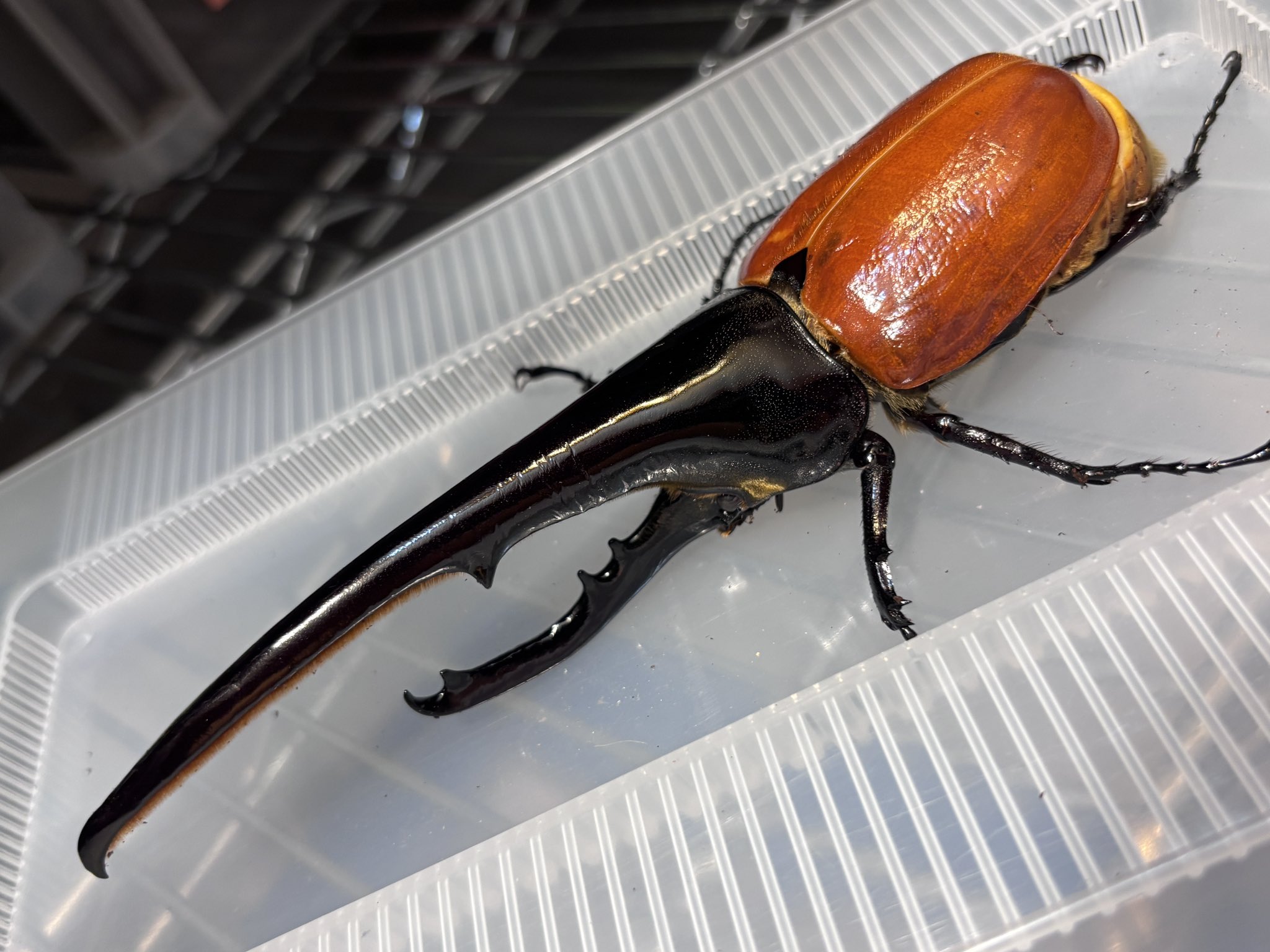 【専用】ヘラクレスオオカブトガシャポン3種 タガメ ライトカラーと羽化2種 Amazon.co.jp: いきもの大図鑑アドバンス ヘラクレスオオカブト