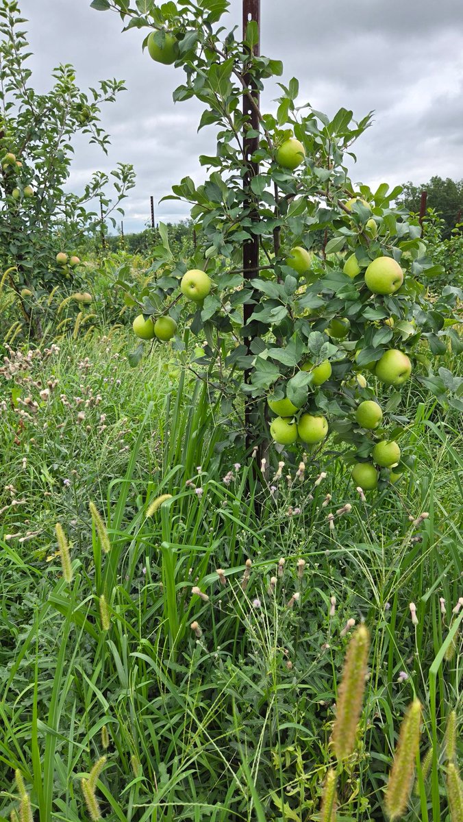 ivana_moisinho's tweet photo. Some ongoing weed control trials at @agsciences @penn_state FREC. They've been through a lot!
#AWPL #weed #apple https://t.co/LjGRSFc7pR