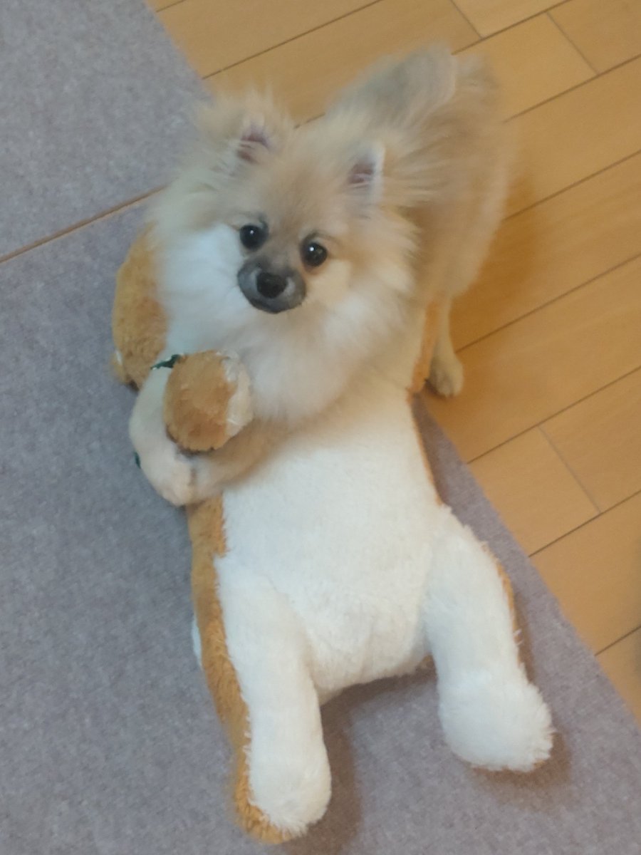 ポメ吉 (@pomekichi065) / Posts / X