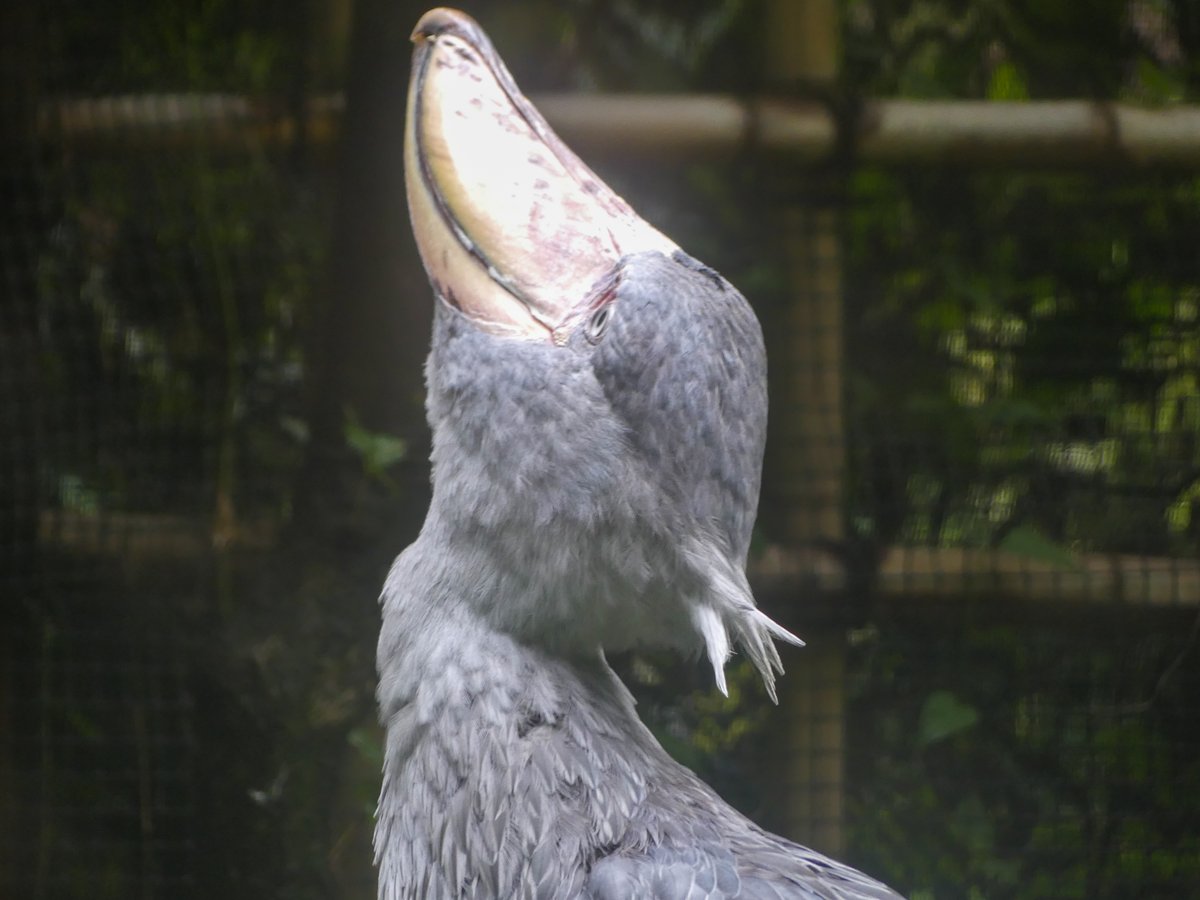 ハシビロコウ (@bIiWyicnGjuzhmc) / Posts / X