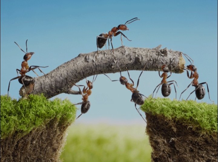 "Go to the ant, O sluggard; consider her ways, and be wise. Without having any chief, officer, or ruler, she prepares her bread in summer and gathers her food in harvest.”