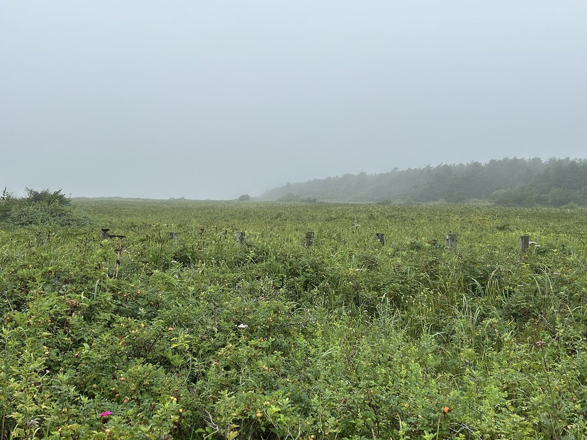 今日はモニタリングサイト1000豊北植物調査会の日です。

豊北海岸、霧が出ています。
天気予報は雨。
終わるまでもつかなあ…

#モニタリングサイト1000 #モニ1000 #豊北植物調査会 #浦幌町立博物館