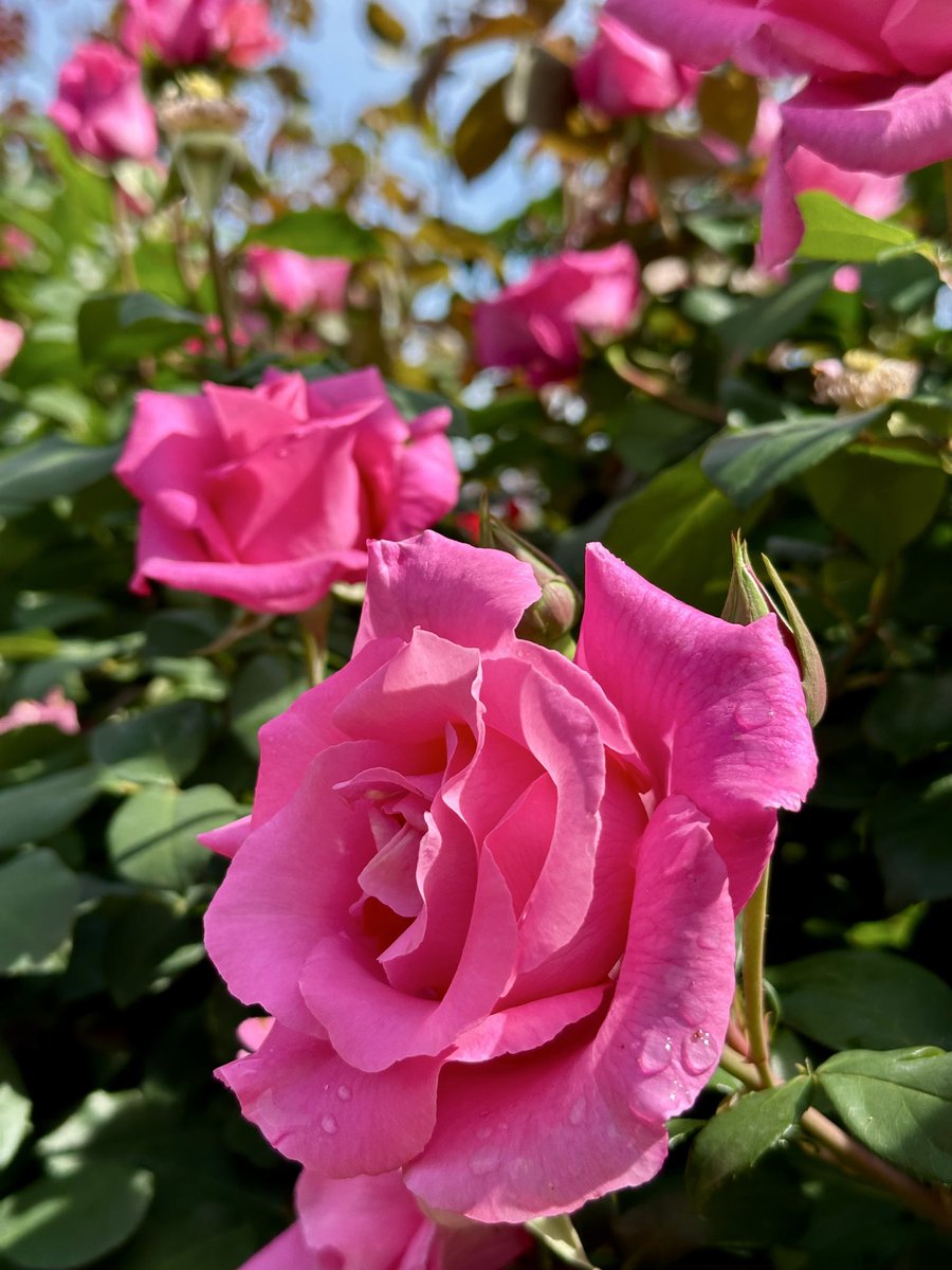 薔薇は「ザマッカートニーローズ」🌹
( The McCartney Rose )

素敵な土曜日を🌹🍀🩷🌱😊
Good  Saturday Morning ♪

#TheMcCartneyRose
#ザマッカートニーローズ