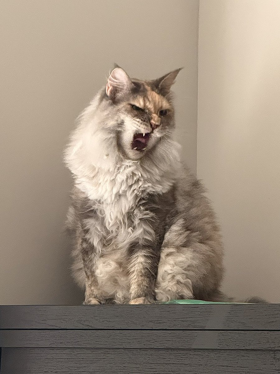 zzivaa's tweet photo. she’s so photogenic :3 https://t.co/q01NHydEHy