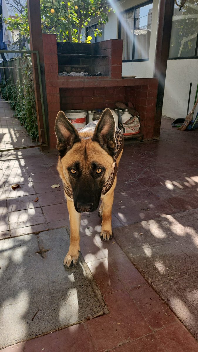 Nadie ha preguntado x ella.... Y eso que es de raza 🥺🥺🥺
Seguiremos golpeando puertas, esperando que pronto llegue un(a) humano(a) para ella 🙏 🙏 que quiera cuidarla y disfrutar de su inmenso amor Perrunito 💖  #AdoptarSalvaVidas 💖
WhatsApp +56 9 6907 9272