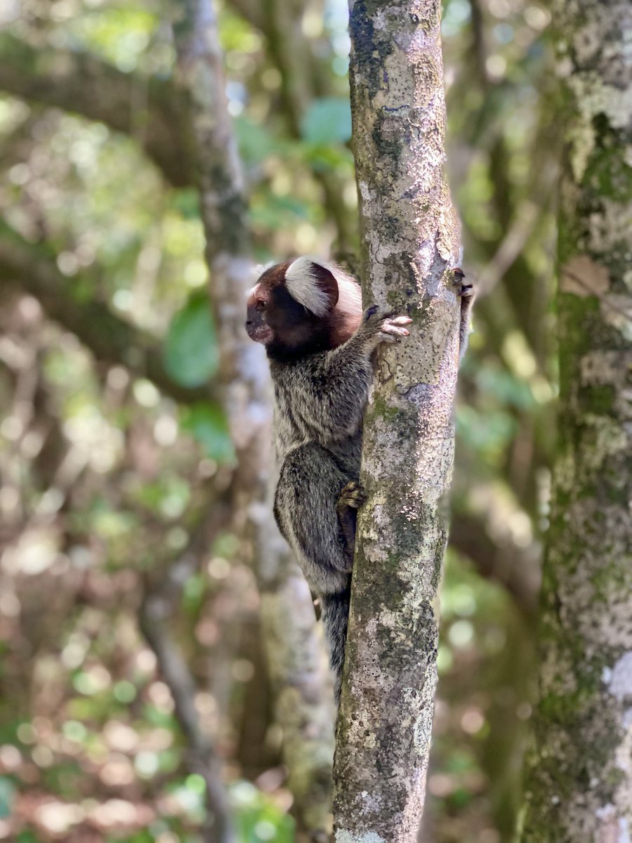Les dejo una foto de un monito pipense